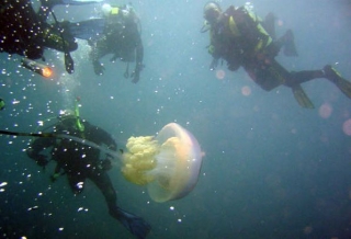 Buceando con medusa